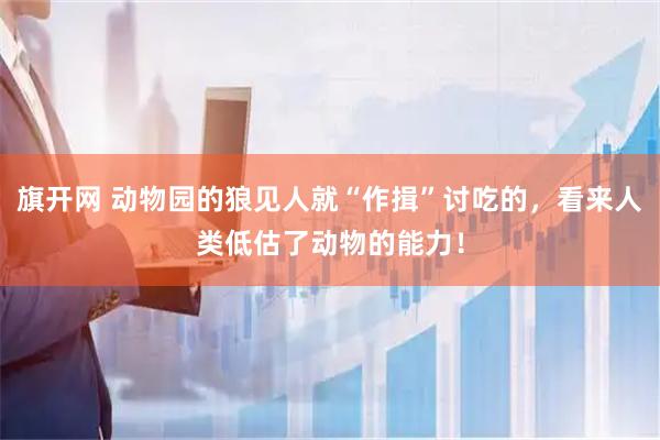 旗开网 动物园的狼见人就“作揖”讨吃的，看来人类低估了动物的能力！